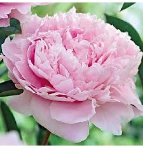 ΠΑΙΟΝΙΑ  ΡΟΖ.....-PAEONIA  SARAH BERNHARDT